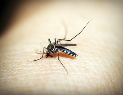 Distribuzione pastiglie larvicide anti zanzare
